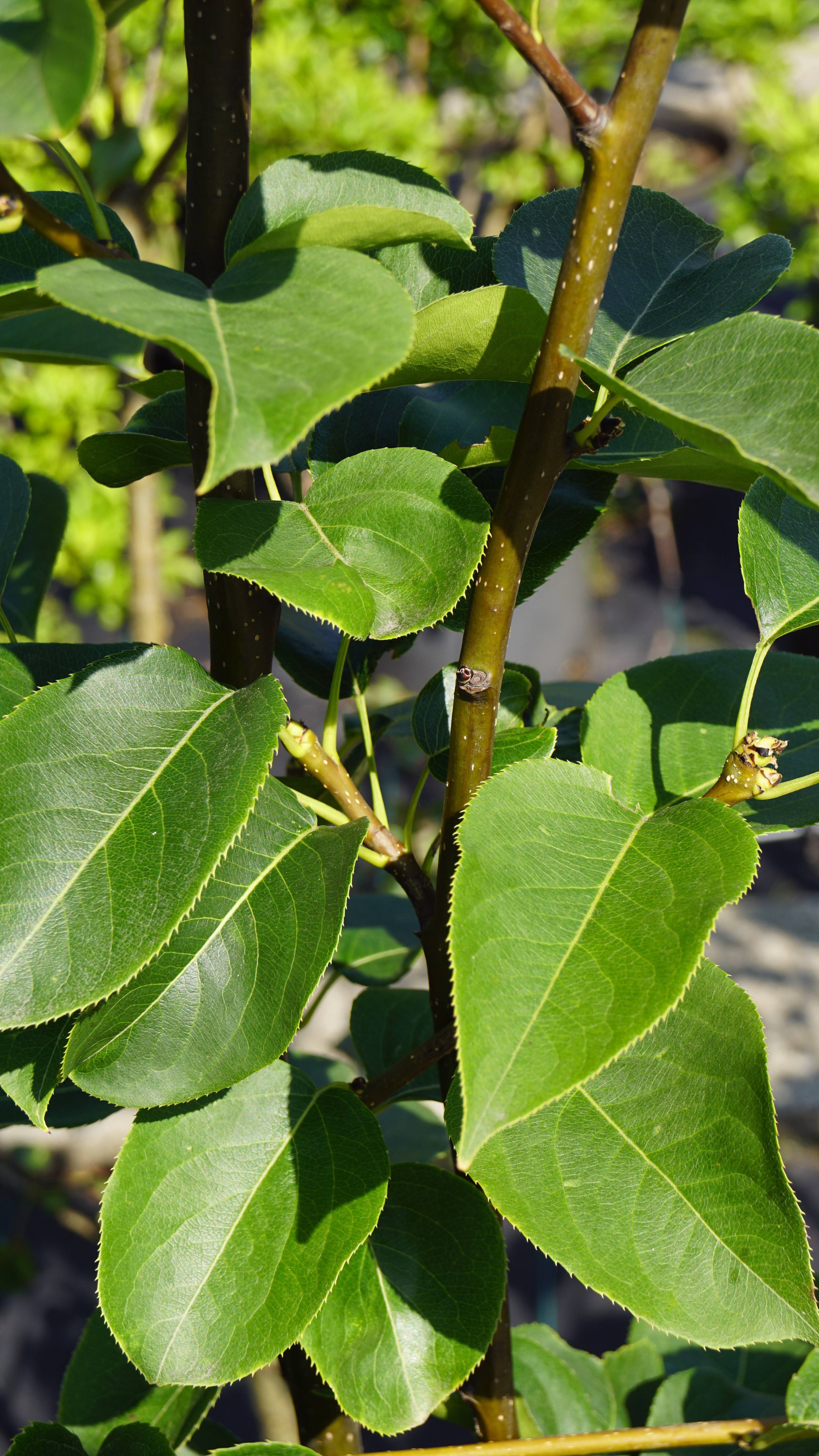 Pyrus pyrifolia 'Niitaka' (2)